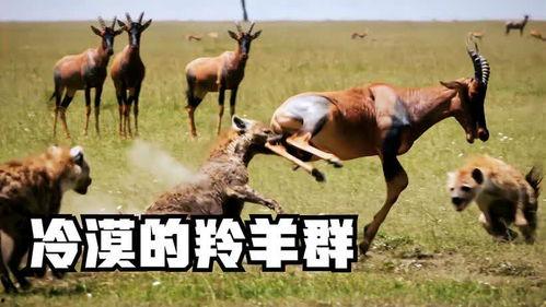 娱乐圈吃瓜羊了个羊,揭秘明星们的“羊群效应”  第1张