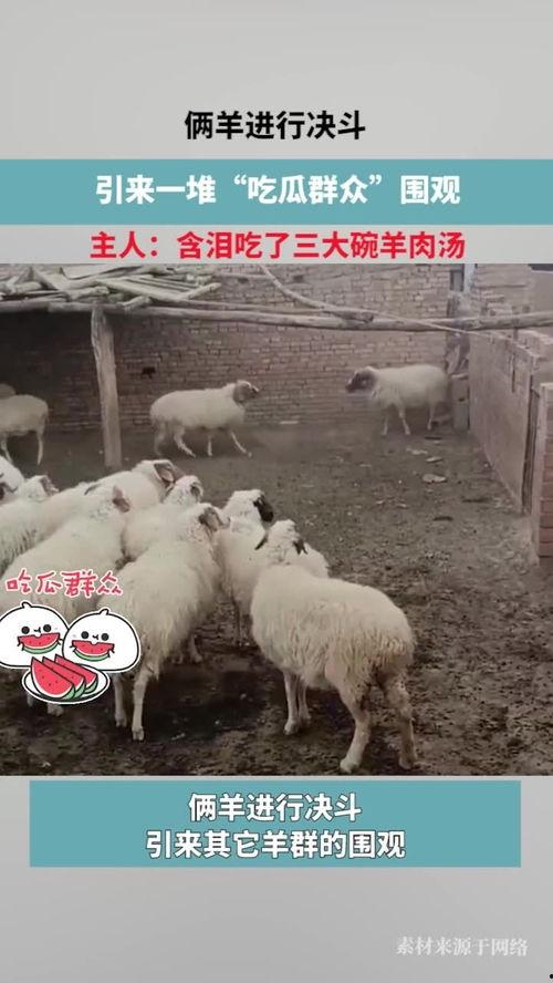 娱乐圈吃瓜羊了个羊,揭秘明星们的“羊群效应”  第3张