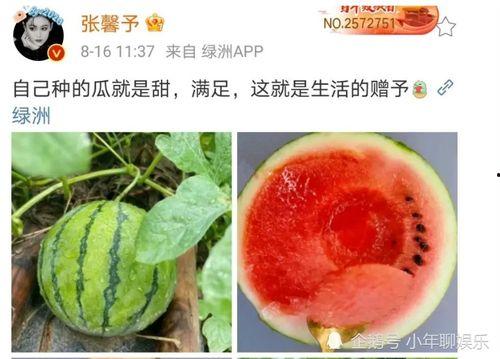 今日娱乐圈有什么瓜可以吃,出轨、家暴、高龄产妇，明星生活大揭秘！