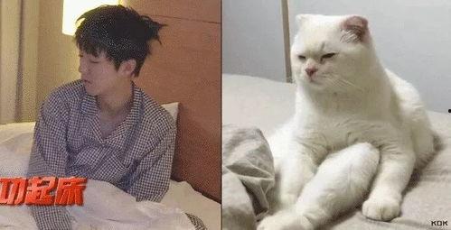 吃瓜娱乐的喵哥是谁啊视频,吃瓜娱乐界的神秘喵哥是谁? 第2张 吃瓜娱乐的喵哥是谁啊视频,吃瓜娱乐界的神秘喵哥是谁? 第2张