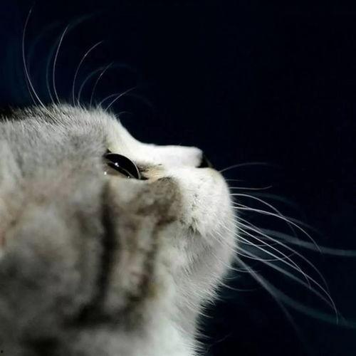 娱乐吃瓜小猫咪小说在线阅读,揭秘娱乐圈幕后风云