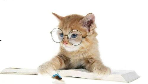 娱乐吃瓜小猫咪小说在线阅读,揭秘娱乐圈幕后风云 第2张 娱乐吃瓜小猫咪小说在线阅读,揭秘娱乐圈幕后风云 第2张