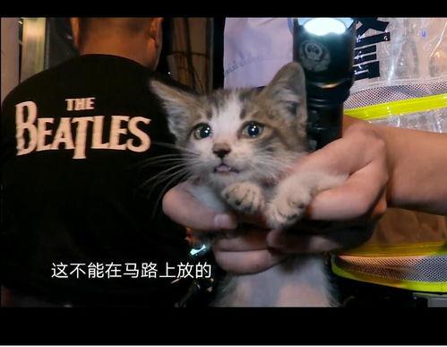 娱乐吃瓜酱小猫坐公交车,萌宠坐公交,趣味横生一幕 第2张 娱乐吃瓜酱小猫坐公交车,萌宠坐公交,趣味横生一幕 第2张